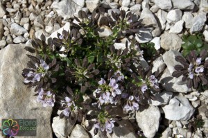 Thlaspi rotundifolium (2) (1200 x 800).jpg_product_product